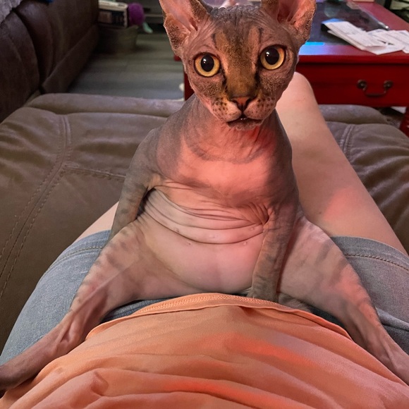 Meet your Posher, Lanora - Picture 1 of 7